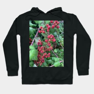 Berry Hoodie